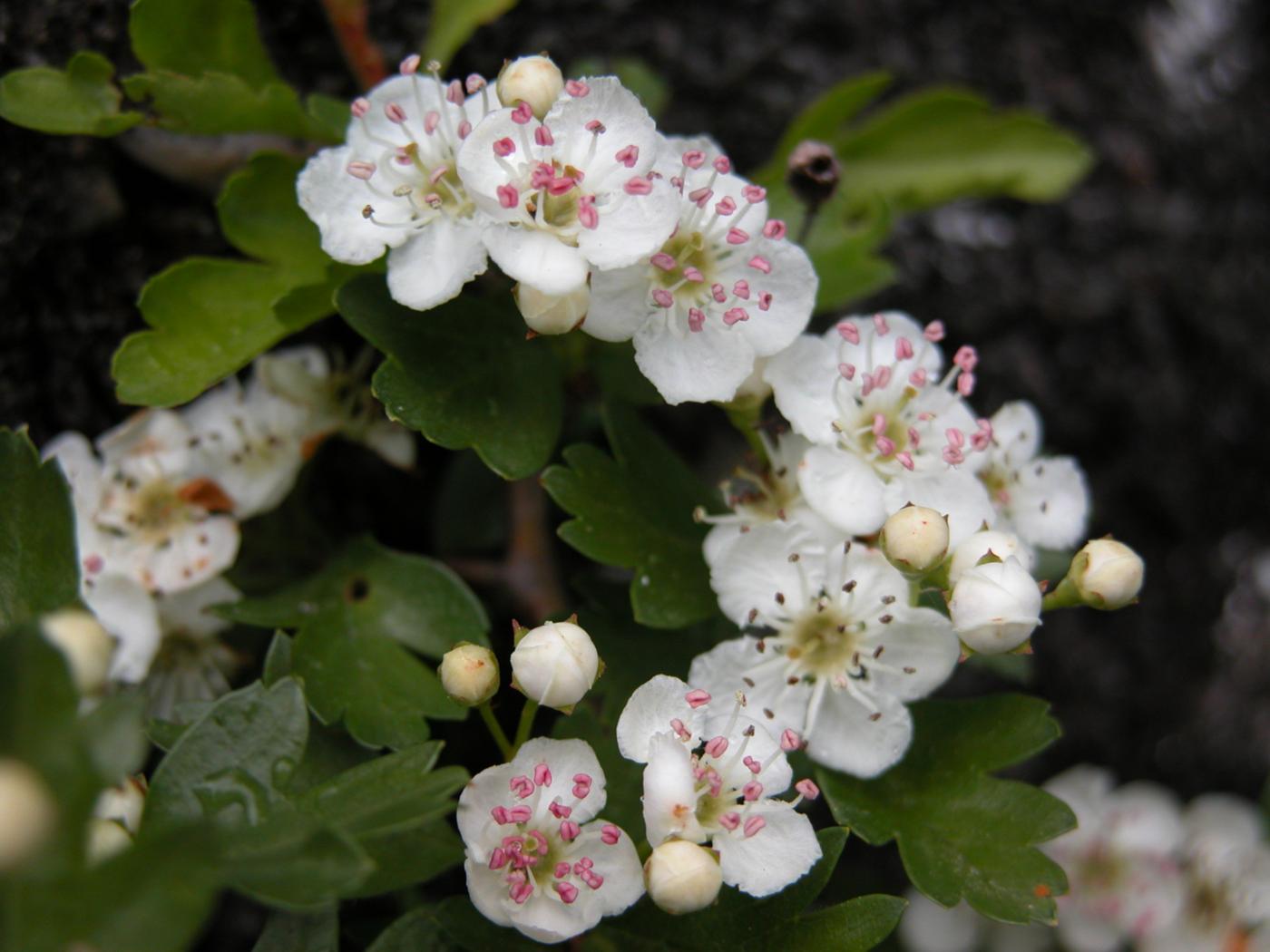 Hawthorn, Single-styled flower